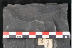 Foto (Detailansicht) von Senftenbergia crenata Lindl. et H. (NHMW-GEO-2024-0188-10937)